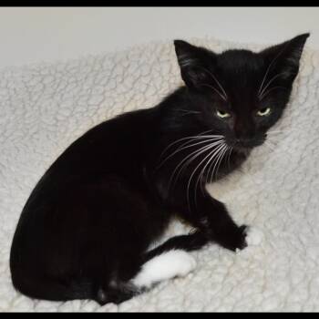 Leo -  Tuxedo Cat for Adoption in San Andreas, California - Leo | PetCurious