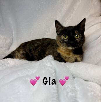 Rescue Tortoiseshell Cats for Adoption in Copley, Ohio - Gia | PetCurious