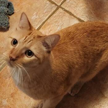 Luther and Maple -  Tabby and Calico Cat for Adoption in Magnolia, Texas - Luther And Maple | PetCurious