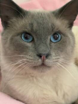 Roman -  Domestic Short Hair and Siamese Cat for Adoption in Rochester, Washington - Roman | PetCurious