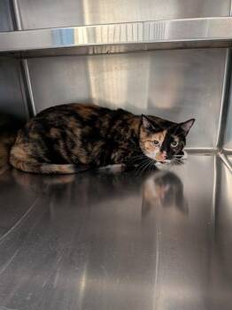 Domestic Short Hair Cats Available for Adoption in St. Peters, Missouri - HOLLY | PetCurious