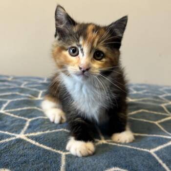 IVHS-Stray-139549_2 -  Domestic Short Hair Cat for Adoption in San Gabriel, California - IVHS-Stray-139549_2 | PetCurious