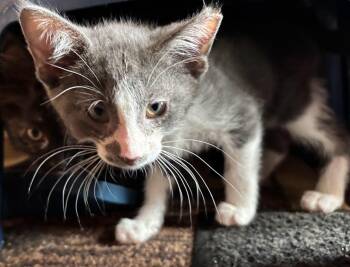 Smokey -  Domestic Short Hair Cat for Adoption in Cleveland, Ohio - Smokey | PetCurious