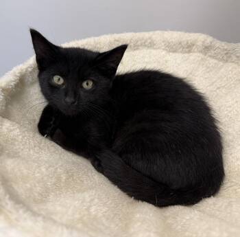 LITTLE SPITFIRES, Sassy, Salty, Spicy and Spooky -  Domestic Short Hair Cat for Adoption in Scituate, Rhode Island - LITTLE SPITFIRES, Sassy, Salty, Spicy And Spooky | PetCurious