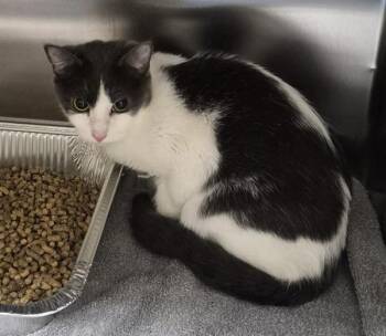 Pen 13c Mavis -  Domestic Short Hair Cat for Adoption in Lawrenceville, Georgia - Pen 13c Mavis | PetCurious