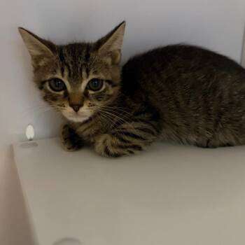 Spike -  Domestic Short Hair Cat for Adoption in Sarasota, Florida - Spike | PetCurious