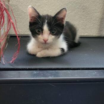 Ollie -  Domestic Short Hair Cat Available for Adoption in Gilbert, Arizona - Ollie | PetCurious