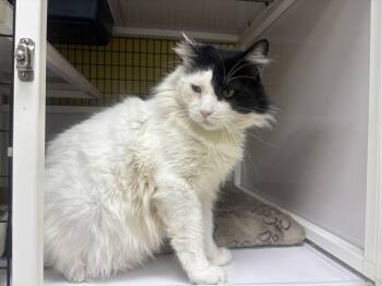 Rescue Domestic Short Hair Cats for Adoption in Lyndhurst, New Jersey - Forrest | PetCurious
