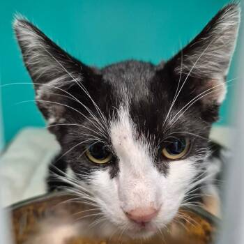 Barnacle -  Domestic Short Hair Cat for Adoption in Oak Ridge, Tennessee - Barnacle | PetCurious