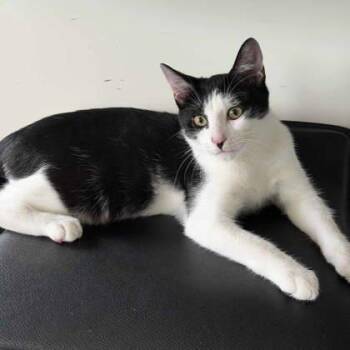 Bing -  Domestic Medium Hair Cat for Adoption in Atlanta, Georgia - Bing | PetCurious