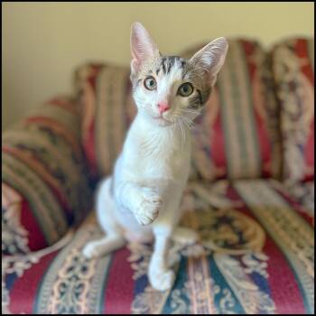 Domestic Short Hair Cats Available for Adoption in Roswell, Georgia - Olaf | PetCurious