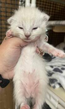 Kitten 27750 (Sequoia) -  Siamese Cat for Adoption in Parlier, California - Kitten 27750 (Sequoia) | PetCurious