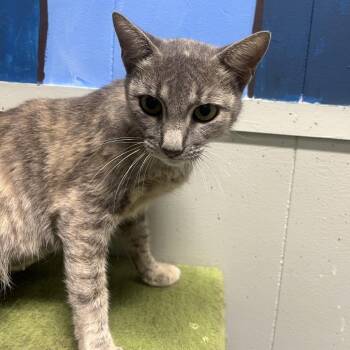 Pumpkin -  Domestic Short Hair Cat for Adoption in Clanton, Alabama - Pumpkin | PetCurious