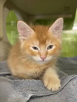 Rescue Domestic Short Hair Cats for Adoption in Woodland, California - *TIMMY | PetCurious