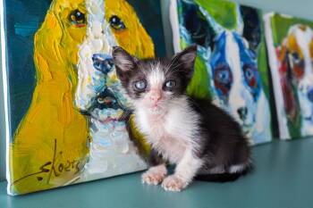 Empire -  Domestic Short Hair Cat for Adoption in San Antonio, Texas - Empire | PetCurious