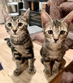 Allie & Serena -  Domestic Short Hair Cat for Adoption in Los Angeles, California - Allie & Serena | PetCurious