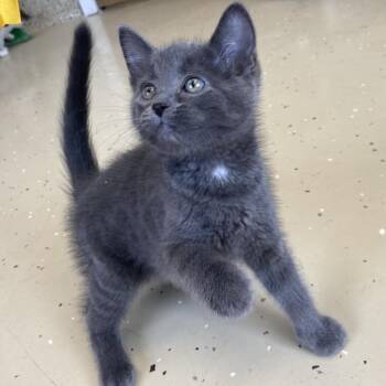 Thunder -  Domestic Short Hair Cat for Adoption in Little Falls, Minnesota - Thunder | PetCurious