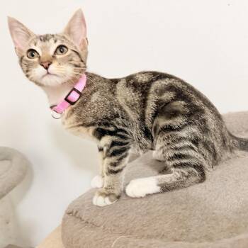 Mochi -  Tabby Cat for Adoption in Coral Gables, Florida - Mochi | PetCurious