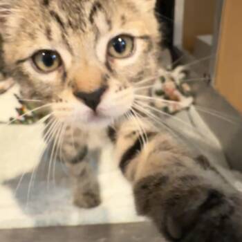 Buttercup -  Domestic Short Hair Cat for Adoption in Chesapeake, Virginia - Buttercup | PetCurious