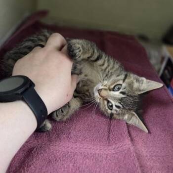 Nesta -  Domestic Short Hair Cat for Adoption in Westland, Michigan - Nesta | PetCurious