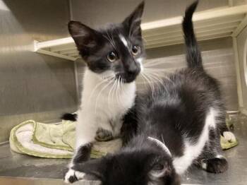 SPARKS -  Domestic Short Hair Cat for Adoption in Tustin, California - SPARKS | PetCurious
