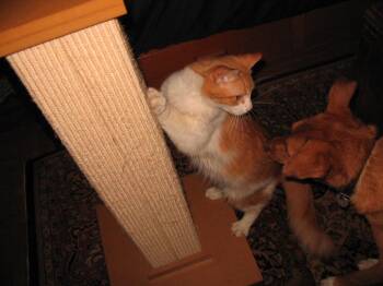 Rescue Domestic Medium Hair Cats for Adoption - Chico | PetCurious