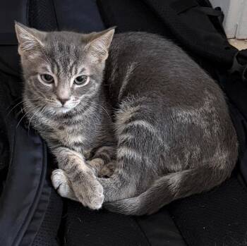 Frito -  Domestic Short Hair Cat Available for Adoption in New York, New York - Frito | PetCurious