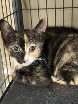 PASTINA -  Calico Cat for Adoption in Smithtown, New York - PASTINA | PetCurious