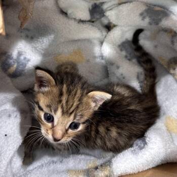 Miguelito -  Domestic Short Hair Cat for Adoption in West Palm Beach, Florida - Miguelito | PetCurious