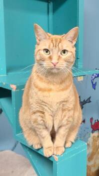 Domestic Short Hair Cats Available for Adoption in Lake City, Michigan - 6986 (Mary) | PetCurious