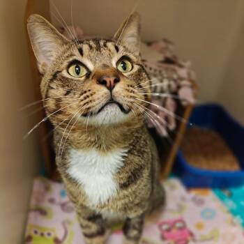 Beaux -  Domestic Short Hair Cat Available for Adoption in Cumming, Georgia - Beaux | PetCurious