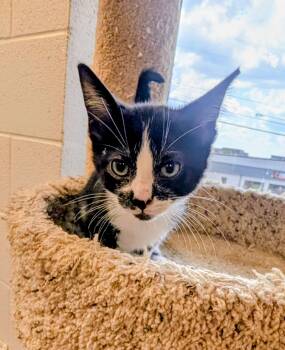 Torracat -  American Shorthair Cat for Adoption in Mt. Juliet, Tennessee - Torracat | PetCurious
