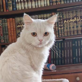 Jimmy -  British Shorthair and Turkish Angora Cat for Adoption in Brampton, Ontario - Jimmy | PetCurious