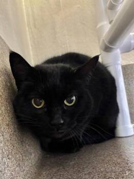 Domestic Short Hair Cats Available for Adoption - Honey | PetCurious