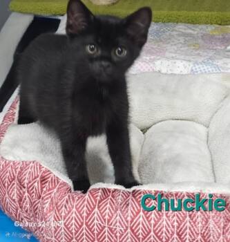 Rescue Bombay Cats for Adoption in Kell, Illinois - Chuckie | PetCurious
