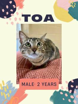 Domestic Short Hair Cats Available for Adoption in Fort Payne, Alabama - Toa | PetCurious