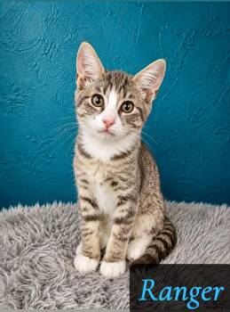 Ranger -  Domestic Short Hair Cat for Adoption in Englewood, Florida - Ranger | PetCurious