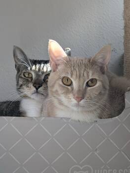 Juan and Pedro -  Domestic Short Hair Cat for Adoption in Seattle, Washington - Juan And Pedro | PetCurious
