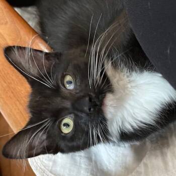 Betty Crocker -  Domestic Short Hair Cat for Adoption in Walden, New York - Betty Crocker | PetCurious