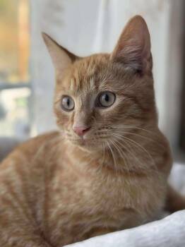 Rescue Domestic Short Hair Cats for Adoption in East Orange, New Jersey - Canelo | PetCurious