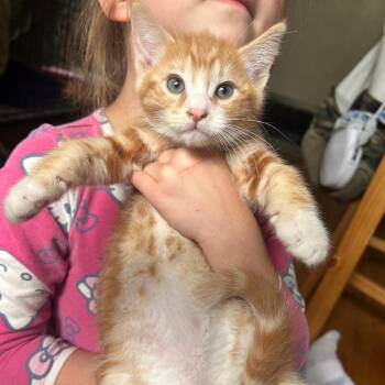 Gordon -  Domestic Short Hair Cat for Adoption in Spokane, Washington - Gordon | PetCurious