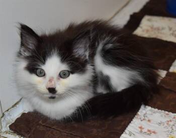 WILLSON -  Domestic Medium Hair Cat for Adoption in Sarasota, Florida - WILLSON | PetCurious