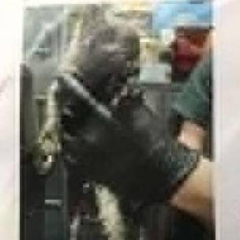 Rogue -  Domestic Short Hair Cat for Adoption in Bentonville, Arkansas - Rogue | PetCurious