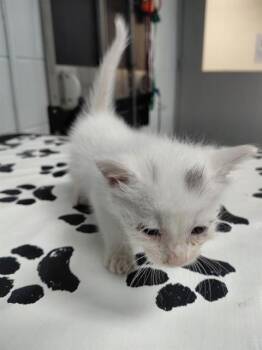 Domestic Short Hair Cats Available for Adoption - CASHEW | PetCurious