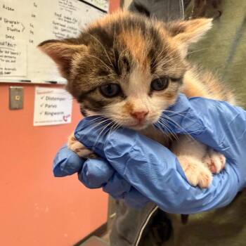 Malibu -  Domestic Short Hair Cat for Adoption in Flagstaff, Arizona - Malibu | PetCurious