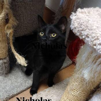 Nicholas -  Domestic Short Hair Cat for Adoption in Monroe, Ohio - Nicholas | PetCurious