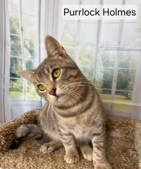 Purrlock Holmes -  Domestic Short Hair Cat for Adoption in Aurora, Nebraska - Purrlock Holmes | PetCurious