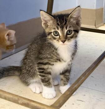Socks -  Domestic Short Hair Cat for Adoption in Dyersburg, Tennessee - Socks | PetCurious