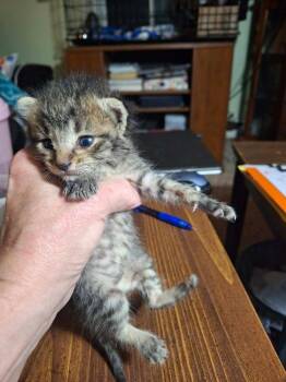 Harris -  Domestic Short Hair Cat for Adoption in Portland, Indiana - Harris | PetCurious