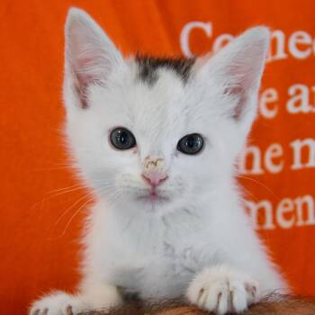 Rescue Domestic Short Hair Cats for Adoption in Dallas, Texas - Jesse | PetCurious